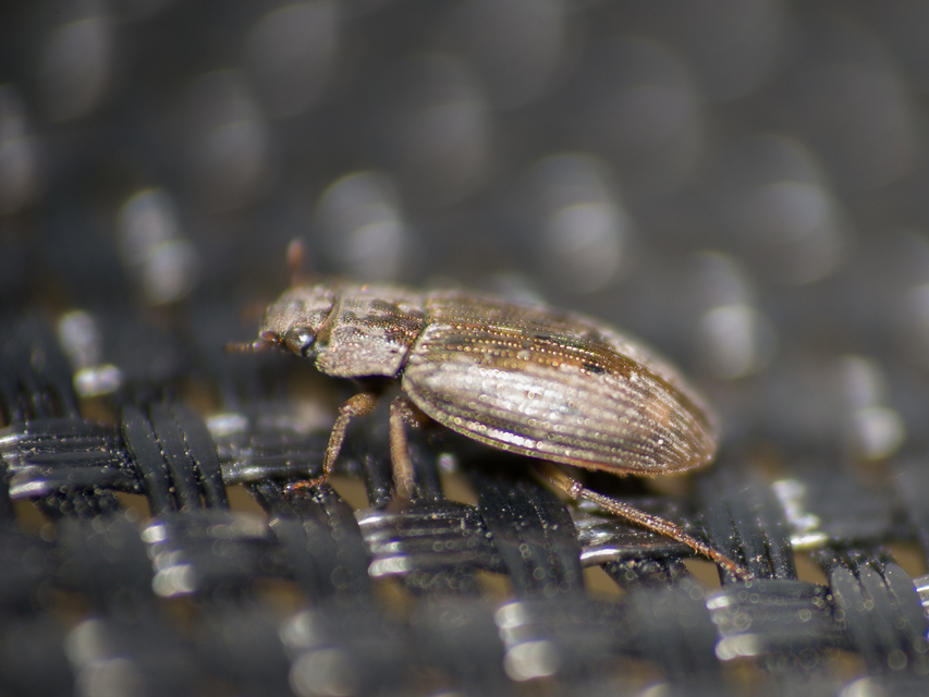 Helophorus