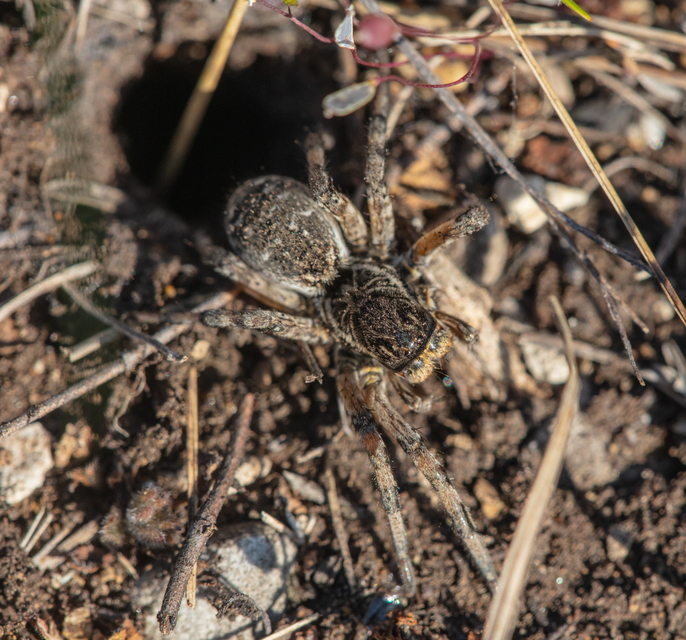 Geolycosa vultuosa - pokoli cselőpók