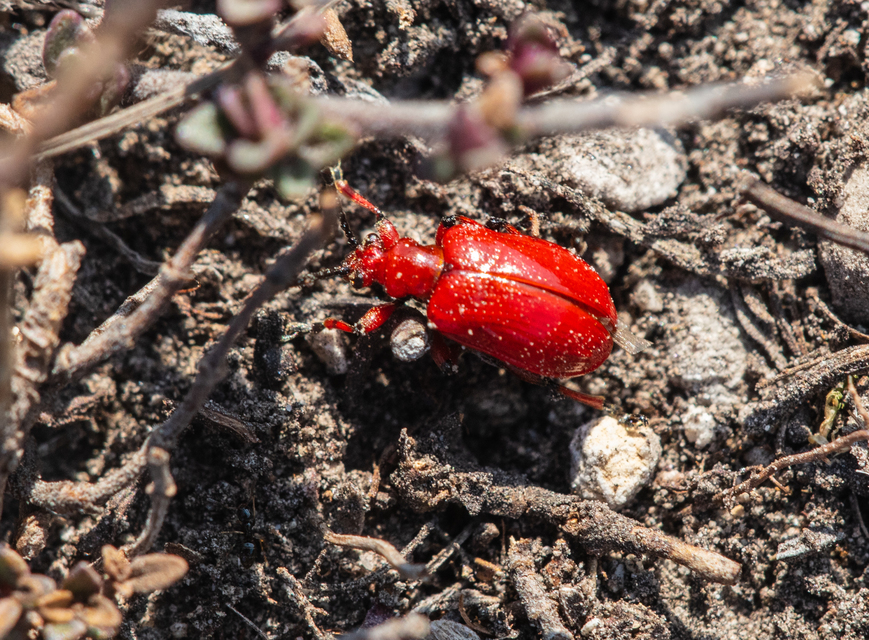Lilioceris merdigera - hagymabogár Lilioceris merdigera - hagymabogár