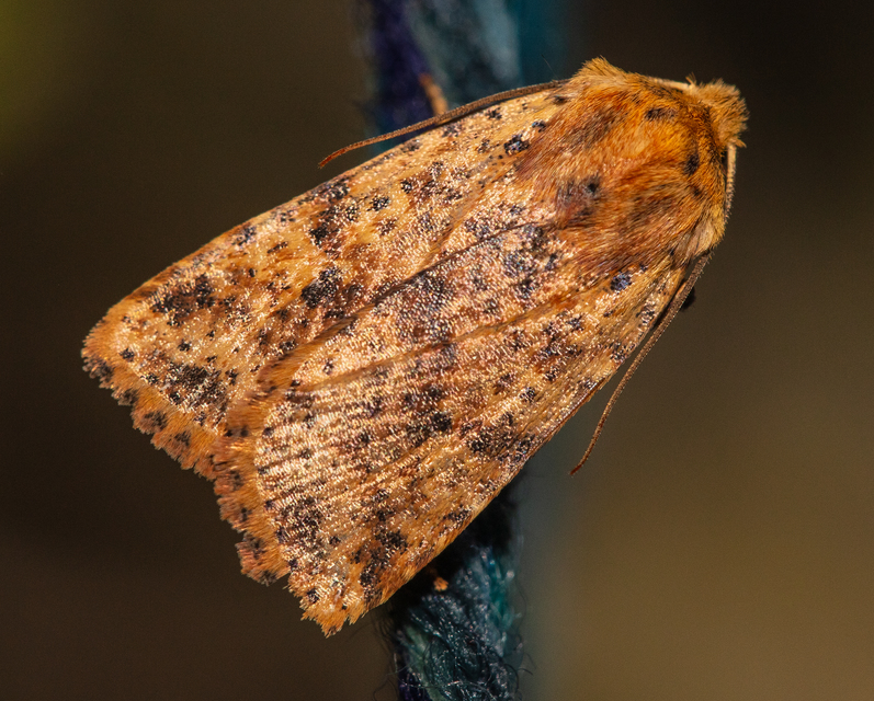 Conistra rubiginea - vörös őszibagoly
