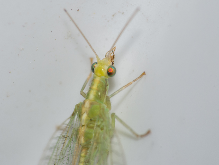 Chrysopidae - zöldfátyolkák
