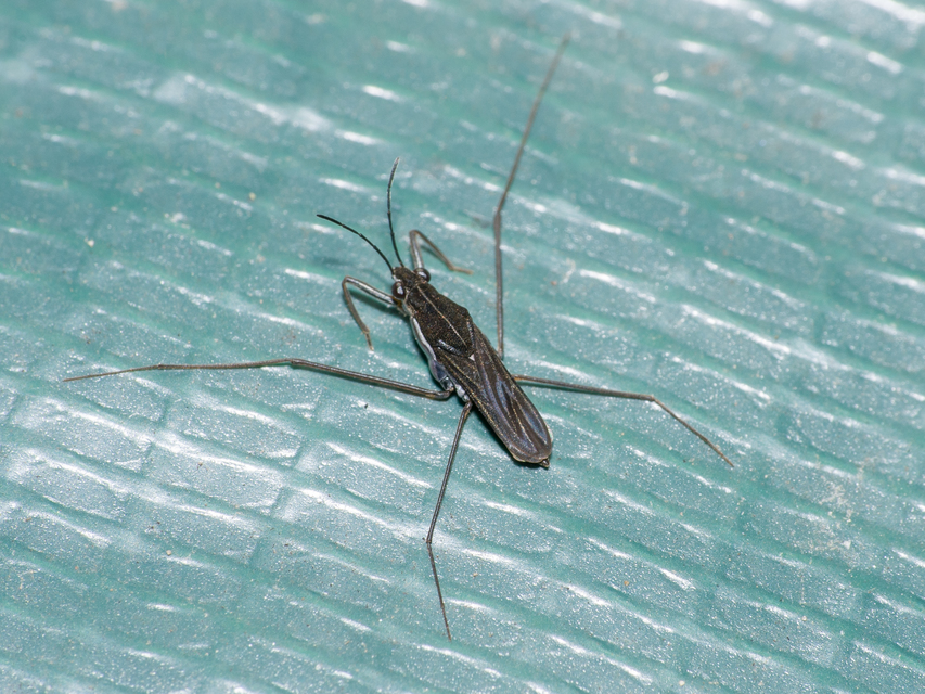 Gerridae - molnárpoloskák