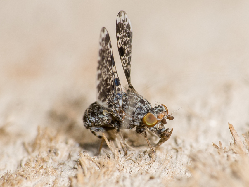 Callopistromyia annulipes - pávalégy