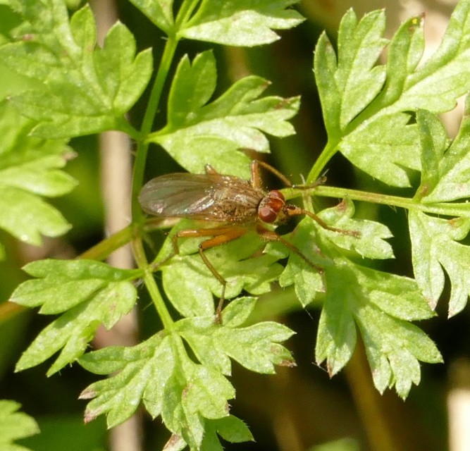 Scathophagidae