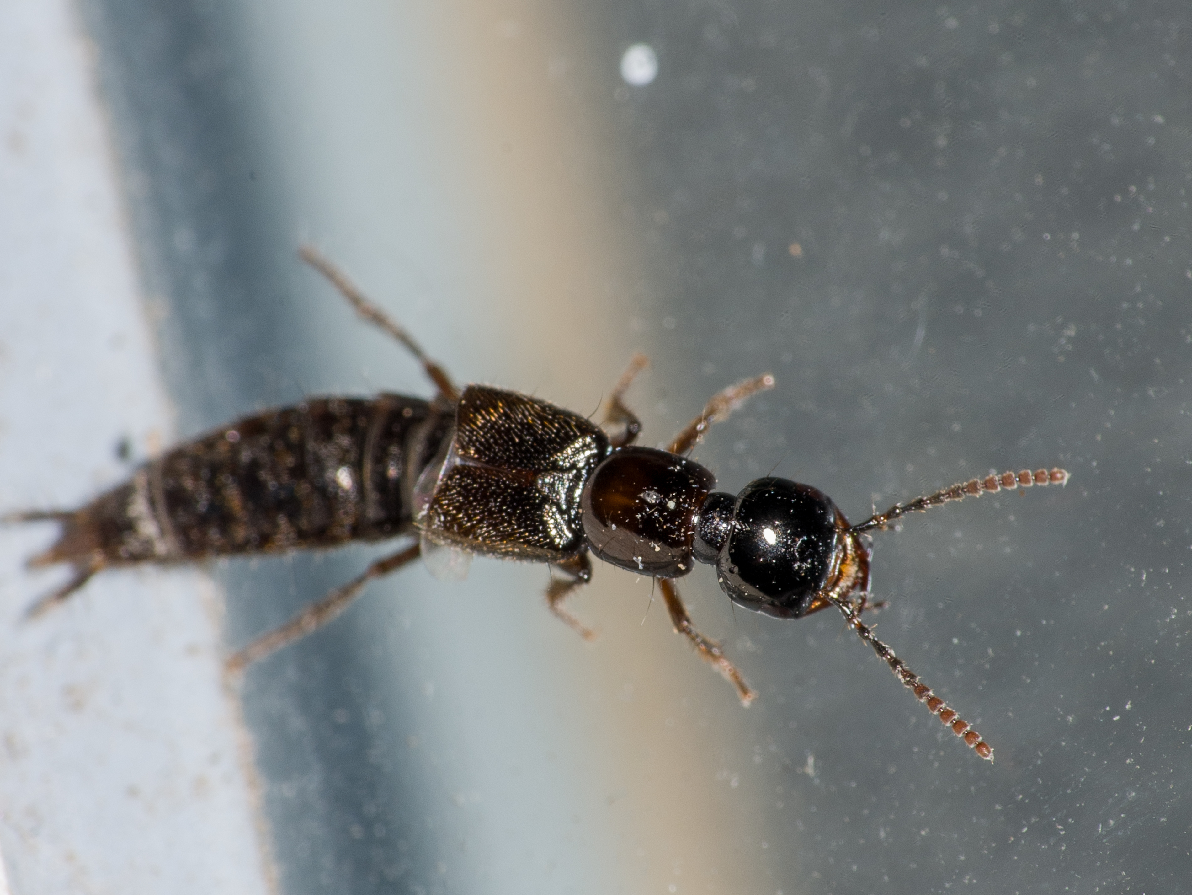 Bisnius cephalotes