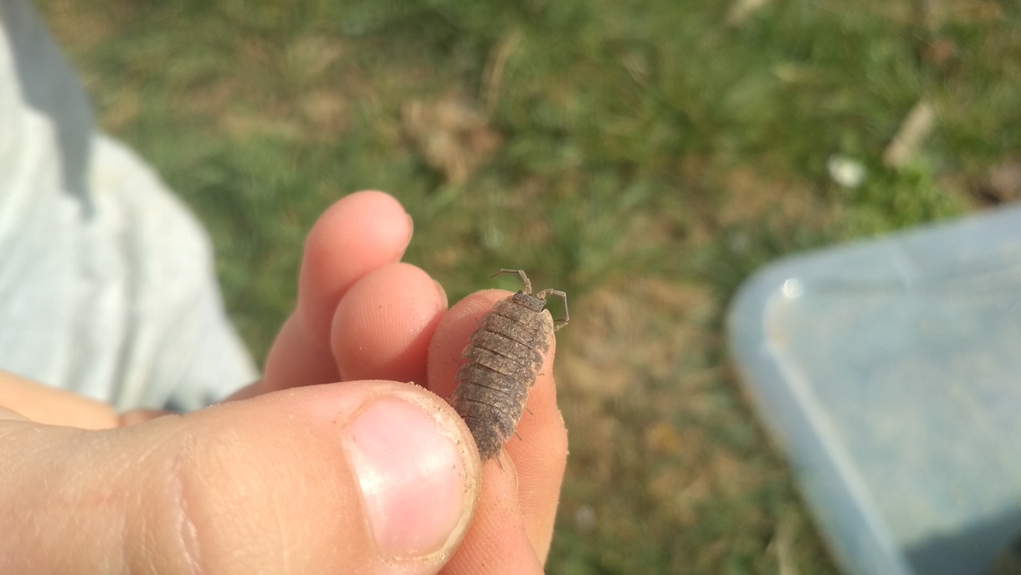Porcellio scaber - érdes pinceászka