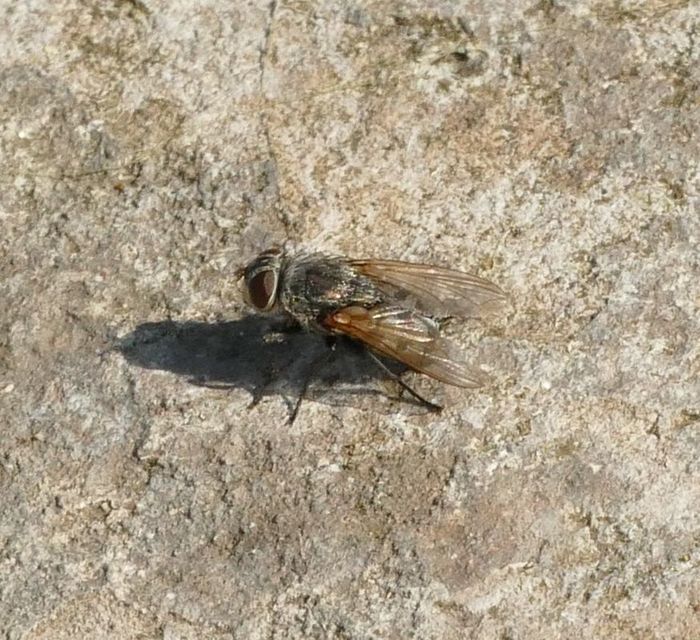 Pollenia
