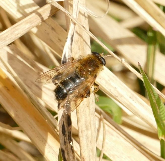 Brachypalpus