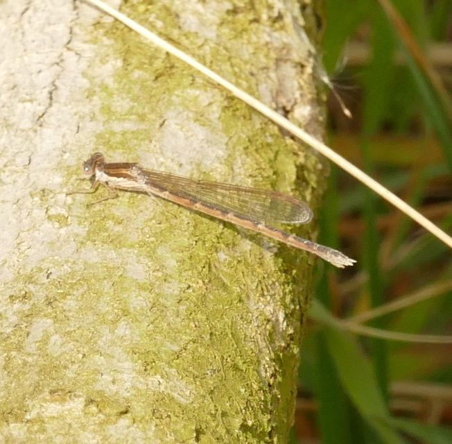 Sympecma fusca - téli rablószitakötő