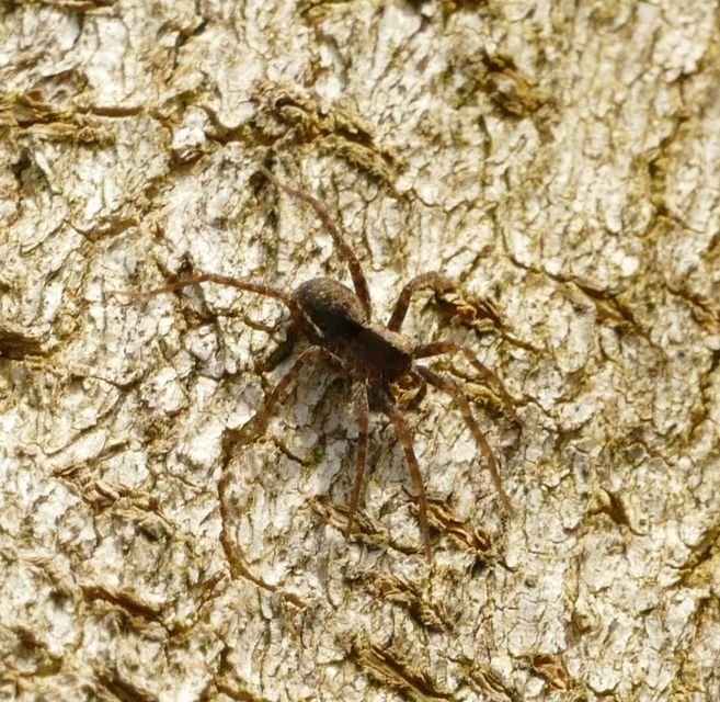 Pardosa alacris/lugubris