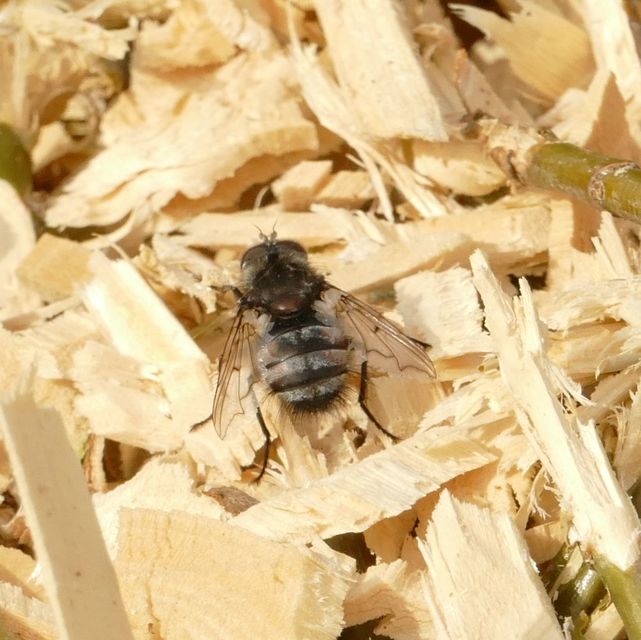 Ernestia puparum