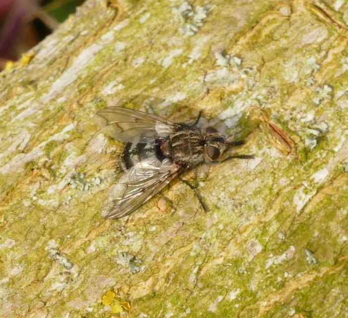 Ernestia puparum