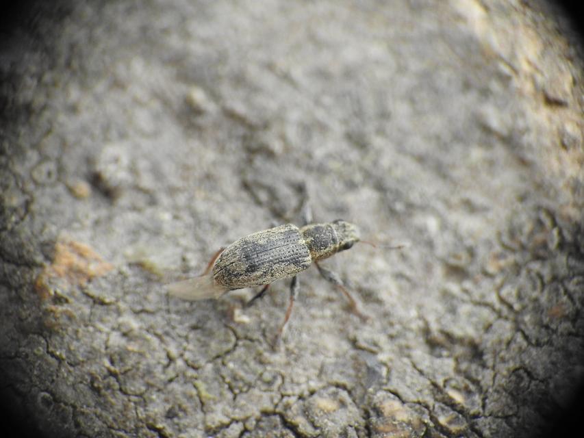Sitona lateralis - iglice-csipkézőbogár