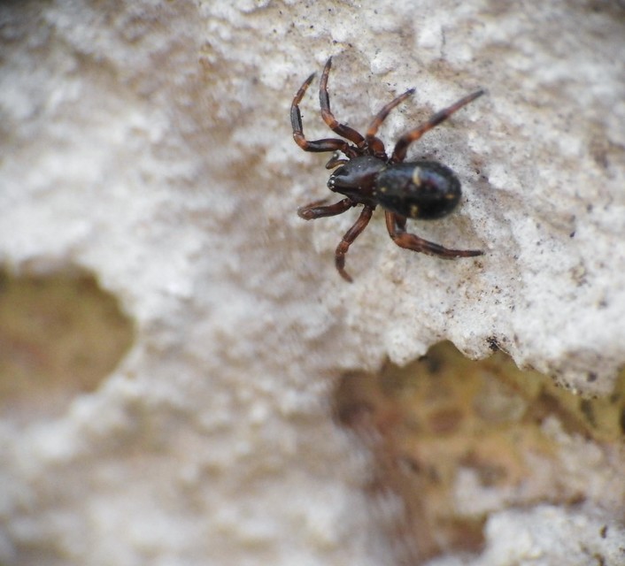 Asagena phalerata/meridionalis