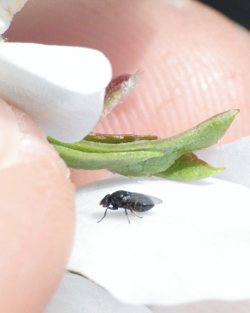 Chloropidae - gabonalegyek