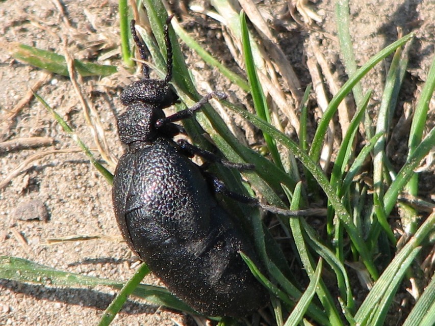 Meloe cicatricosus - óriásnünüke