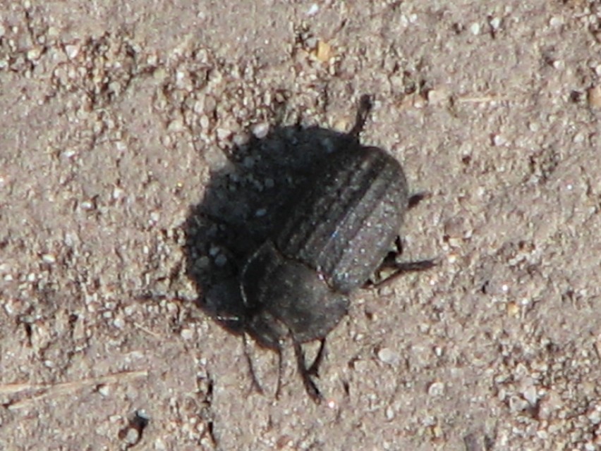 Opatrum sabulosum - sároshátú gyászbogár