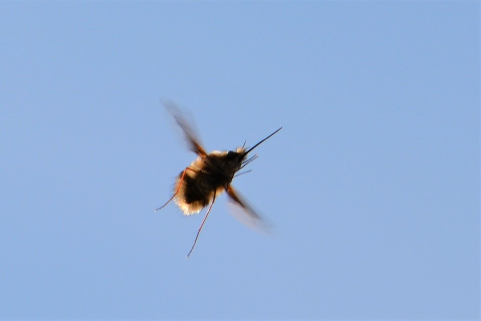 Bombylius major - szegélyes pöszörlégy