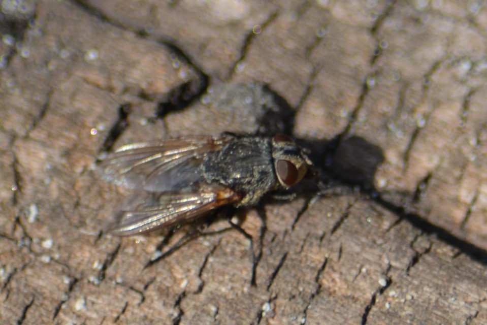 Pollenia
