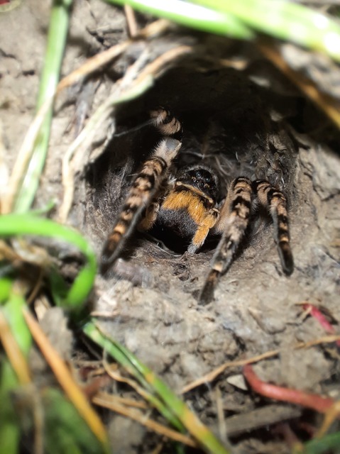 Lycosa singoriensis - szongáriai cselőpók