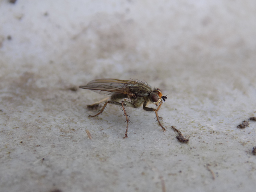 Scathophaga stercoraria - közönséges trágyalégy