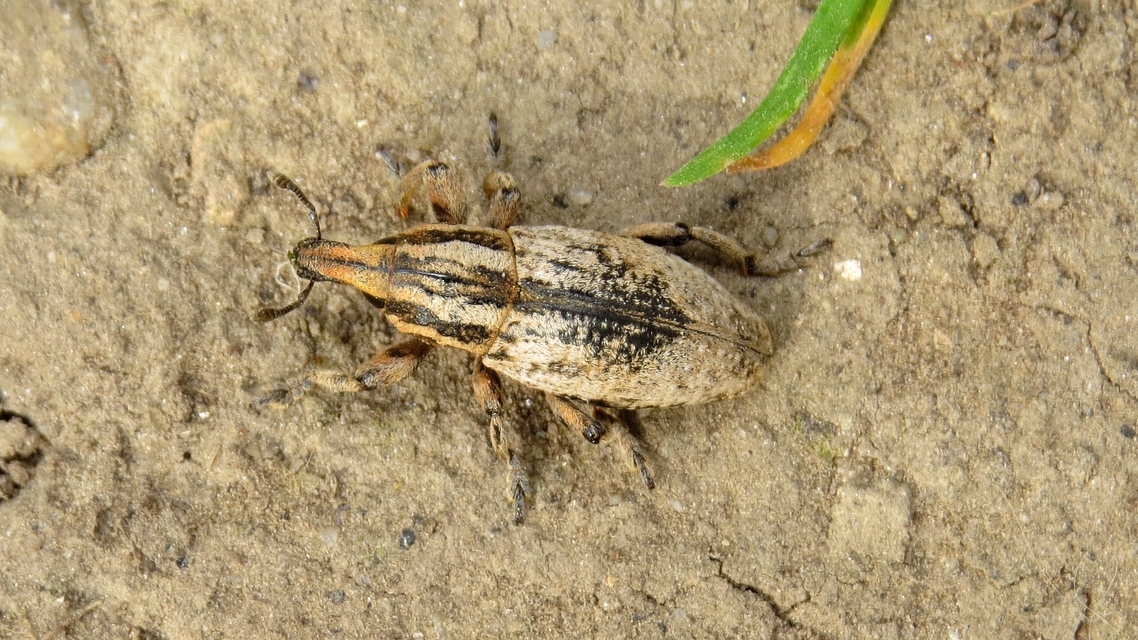 Pseudocleonus cinereus - hamvas barkó