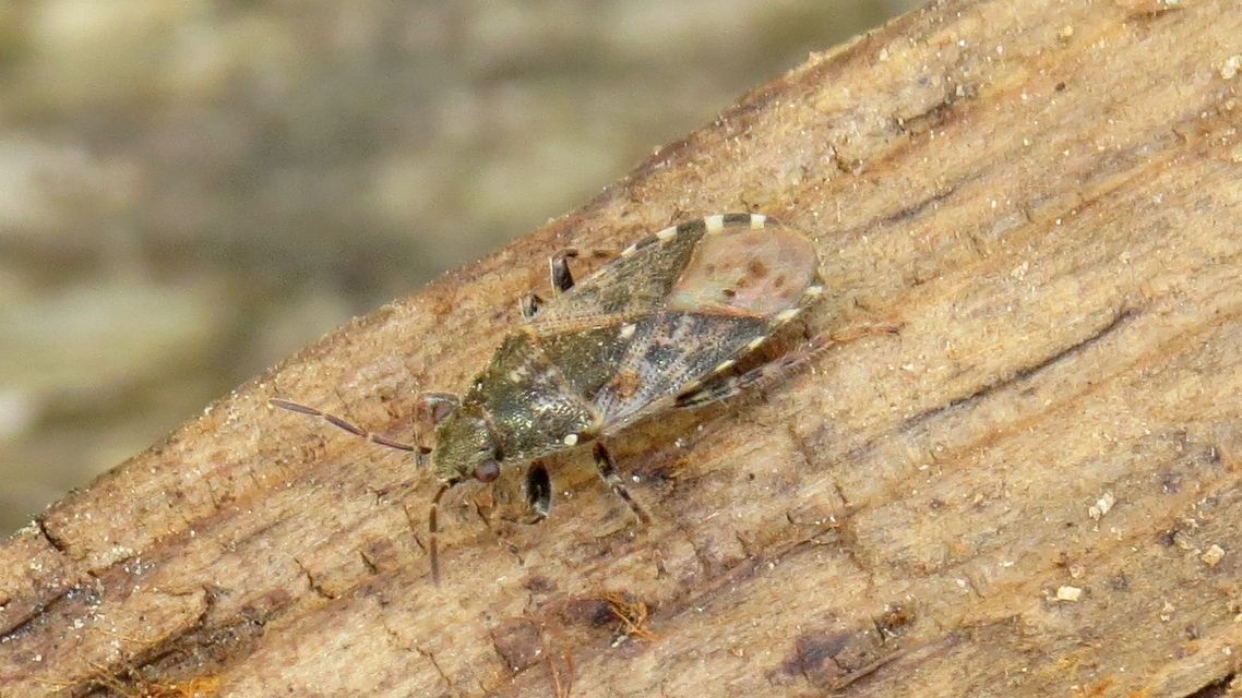 Heterogaster urticae - tarka bodobács