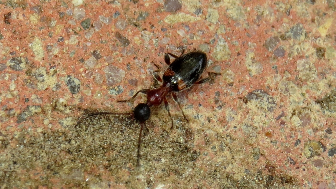 Anthelephila pedestris - hangyaszerű fürgebogár