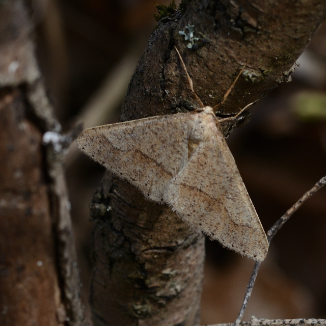 Agriopis marginaria - sárgás téliaraszoló
