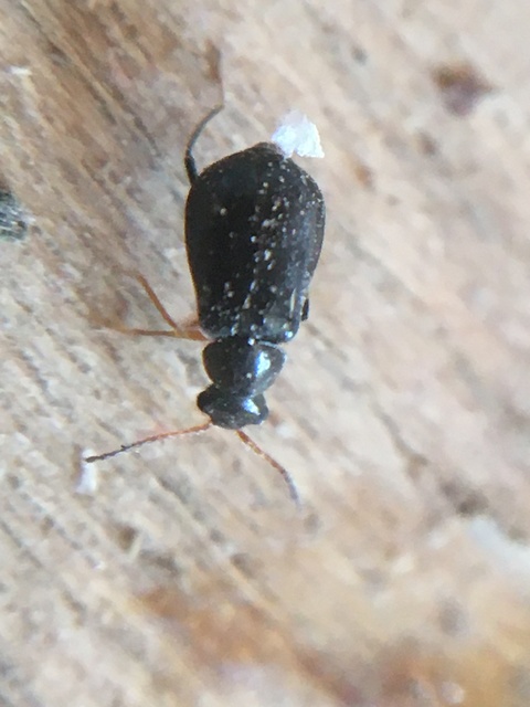 Ebaeus flavicornis - sárgacsápú bibircsesbogár