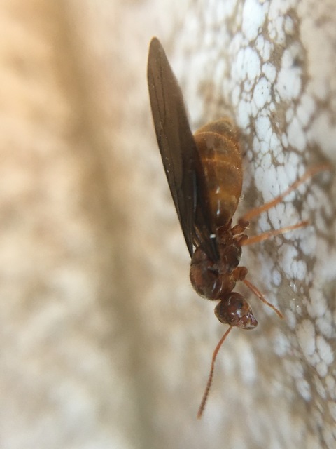 Prenolepis nitens - ragyogóhangya