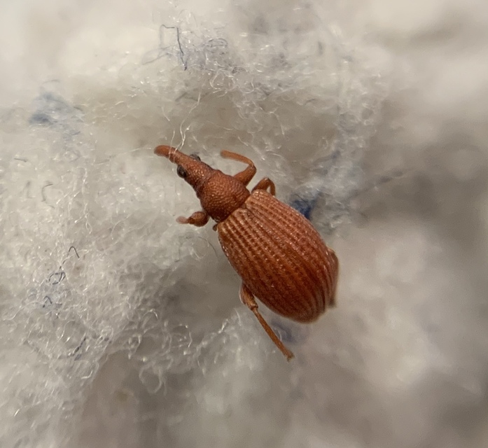 Apion frumentarium - vörös cickányormányos