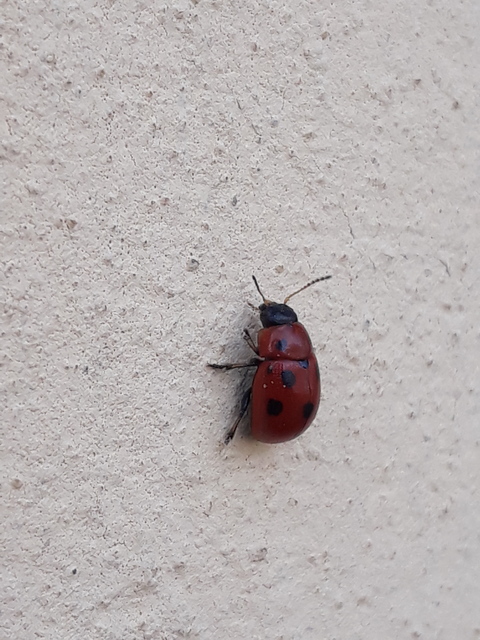 Gonioctena fornicata - közönséges lucernabogár