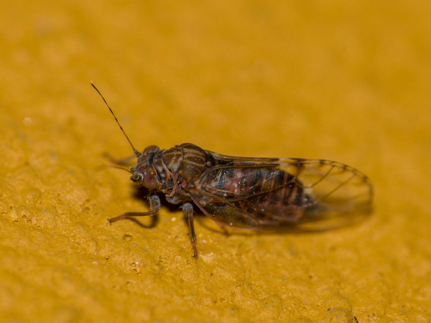 Psyllidae