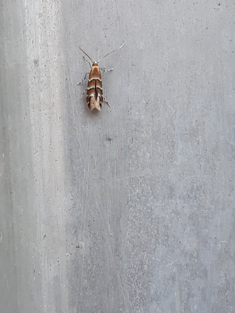 Cameraria ohridella - vadgesztenye-sátorosmoly