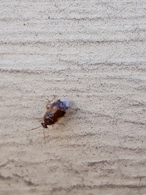 Deraeocoris lutescens - sárgás mezeipoloska