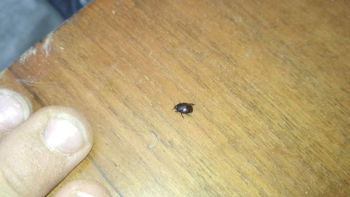 Margarinotus purpurascens - vöröslő sutabogár