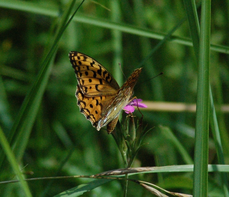 Argynnis adippe - ezüstös gyöngyházlepke