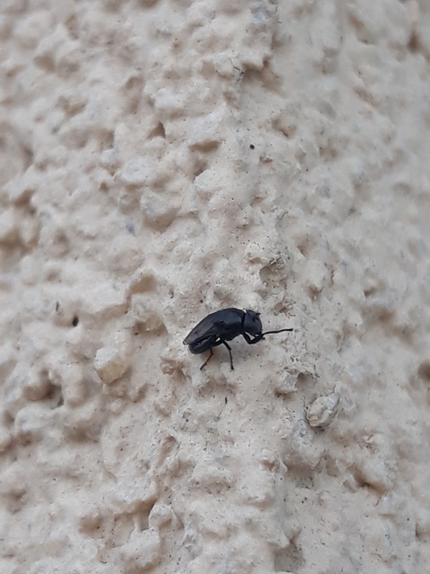 Discomyza incurva