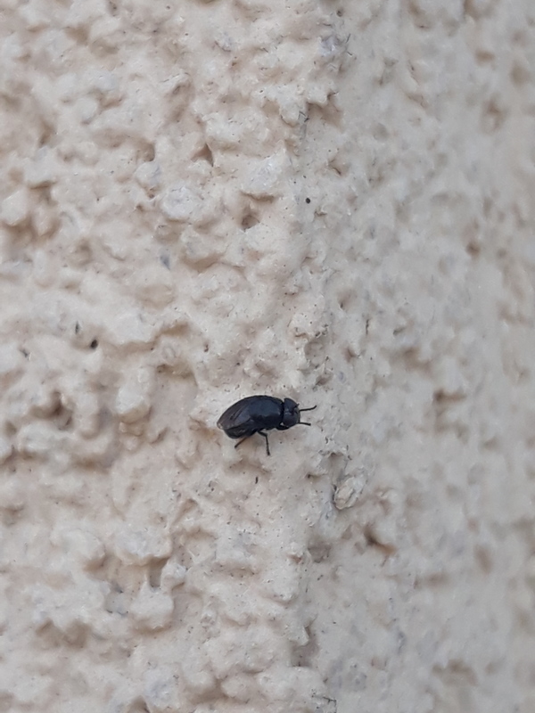 Discomyza incurva