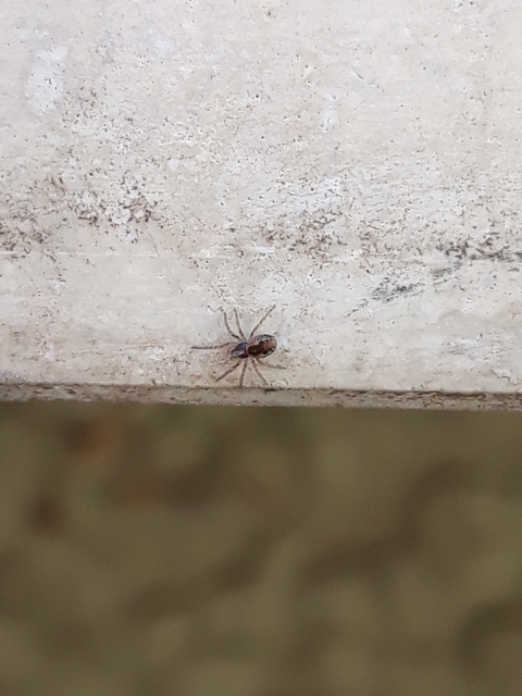 Dictynidae - hamvaspókok