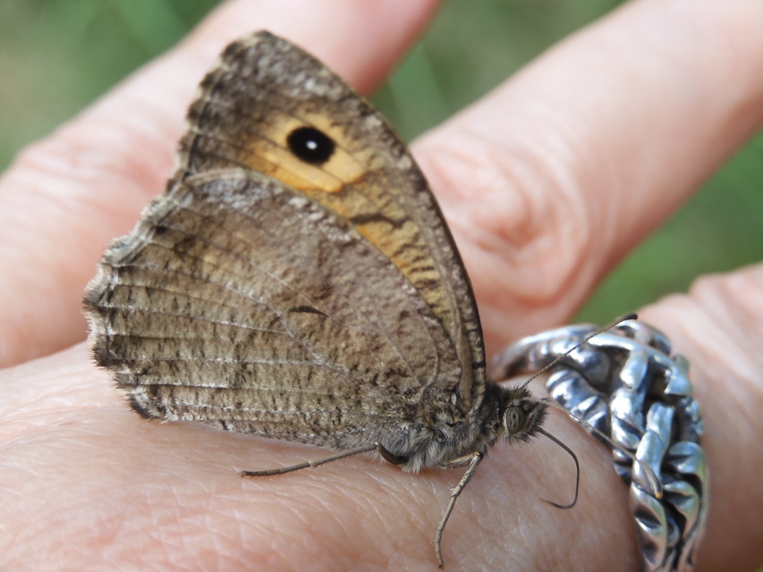 Arethusana arethusa - közönséges szemeslepke