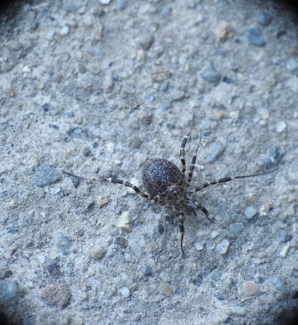 Egaenus convexus