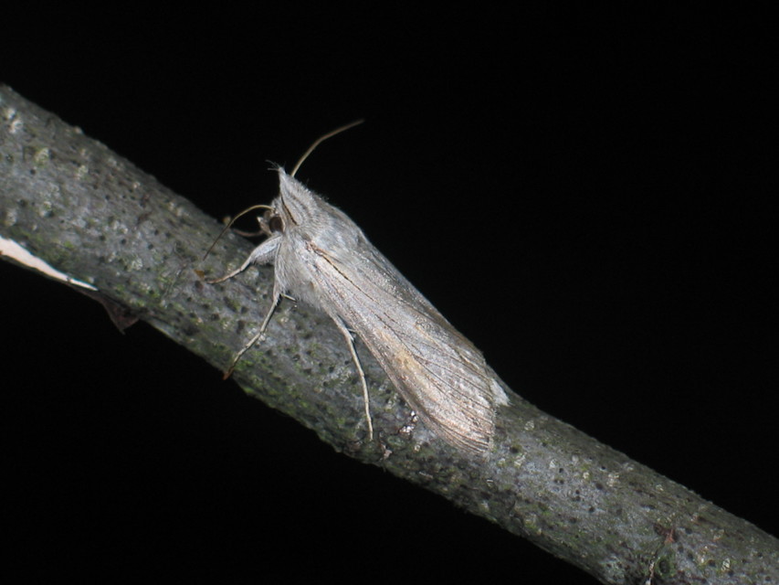 Cucullia umbratica - közönséges csuklyásbagoly