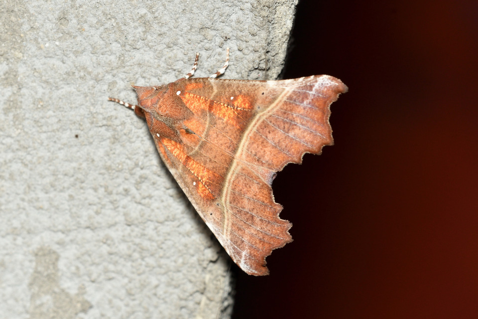 Scoliopteryx libatrix - vörös csipkésbagoly