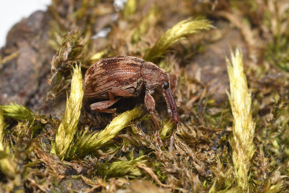 Anthonomus rectirostris - meggymaglikasztó Anthonomus rectirostris - meggymaglikasztó