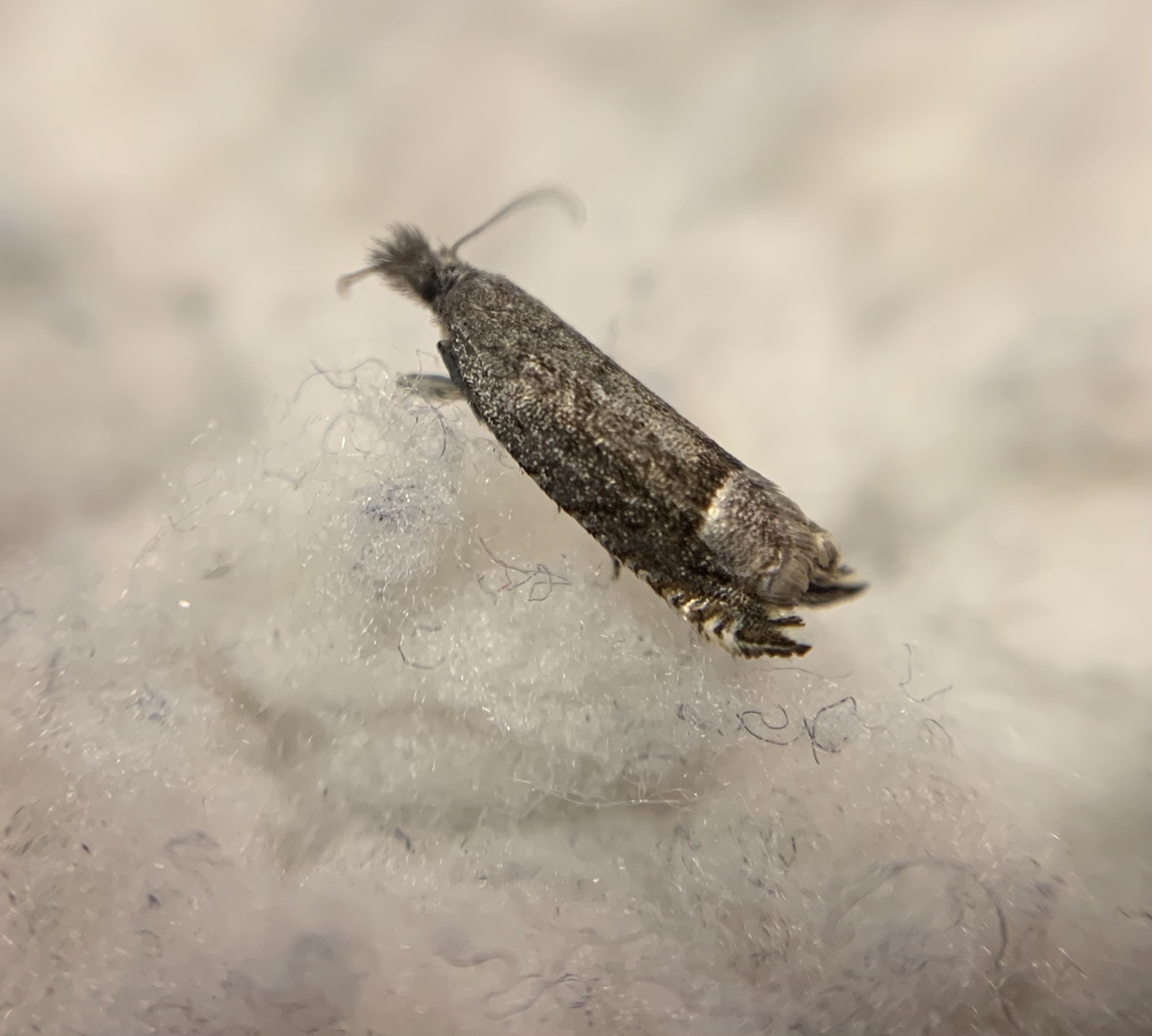 Ancylis tineana - galagonyasodró horgasmoly