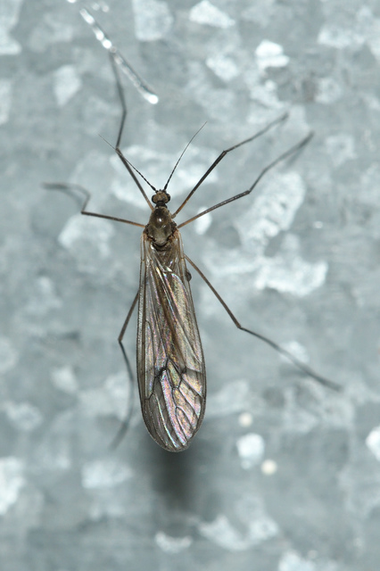 Trichocera