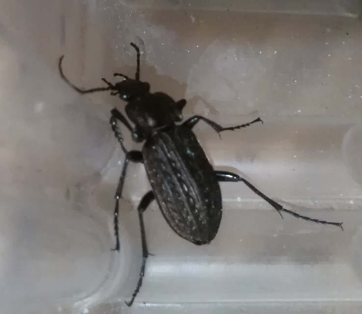 Carabus granulatus - mezei futrinka