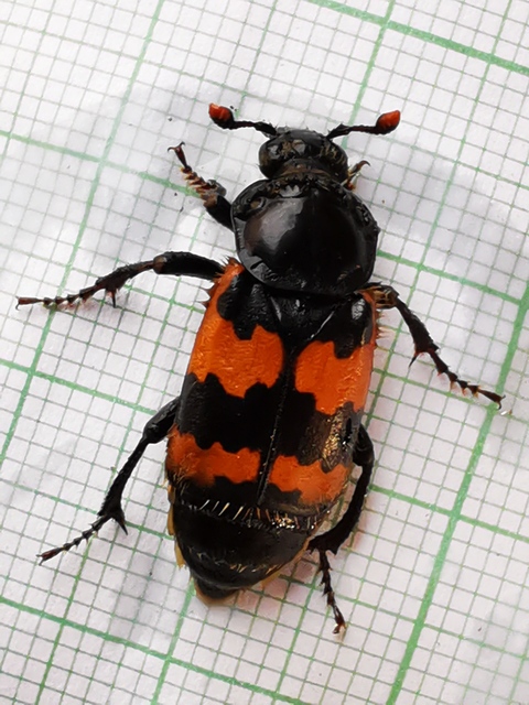 Nicrophorus